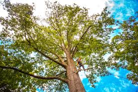 Best Tree Disease Treatment  in Hillandale, MD