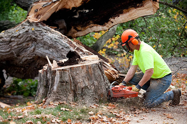 How Our Tree Care Process Works  in  Hillandale, MD