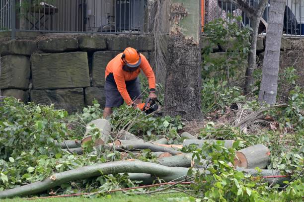 Best Tree Removal  in Hillandale, MD